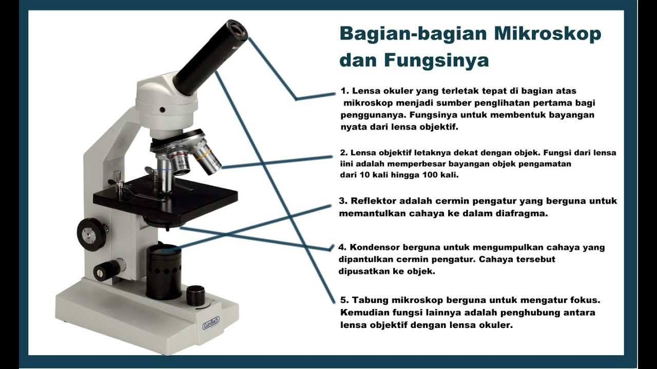 Detail Gambar Dan Fungsi Mikroskop Nomer 6