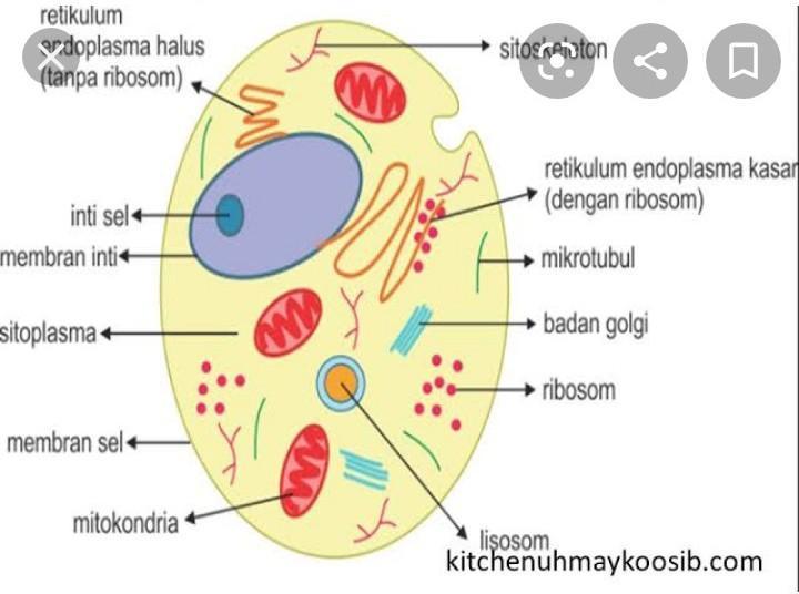 Detail Gambar Dan Fungsi Sel Hewan Nomer 16