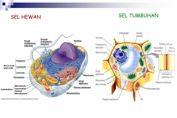 Detail Gambar Dan Fungsi Sel Hewan Nomer 19