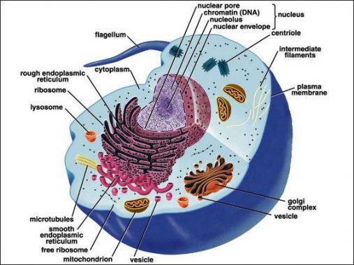 Detail Gambar Dan Fungsi Sel Hewan Nomer 23