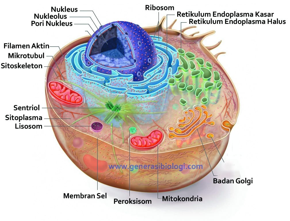 Detail Gambar Dan Fungsi Sel Hewan Nomer 24