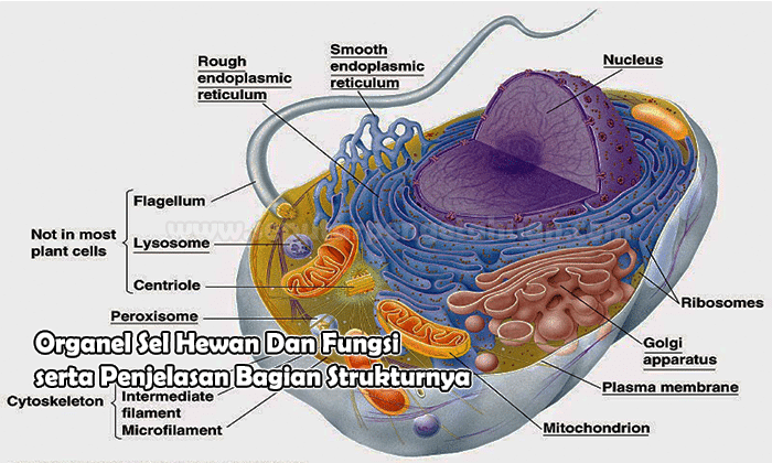 Detail Gambar Dan Fungsi Sel Hewan Nomer 41