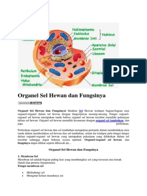 Detail Gambar Dan Fungsi Sel Hewan Nomer 43