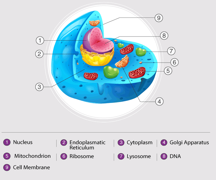 Detail Gambar Dan Fungsi Sel Hewan Nomer 9