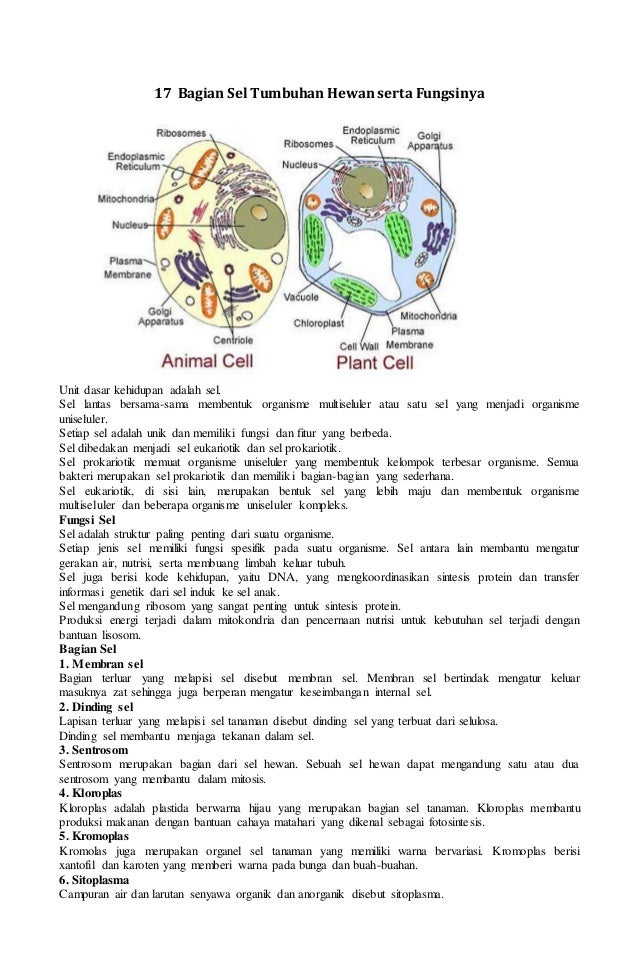 Detail Gambar Dan Fungsi Sel Tumbuhan Nomer 29