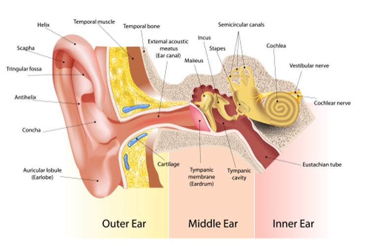 Gambar Dan Fungsi Telinga - KibrisPDR