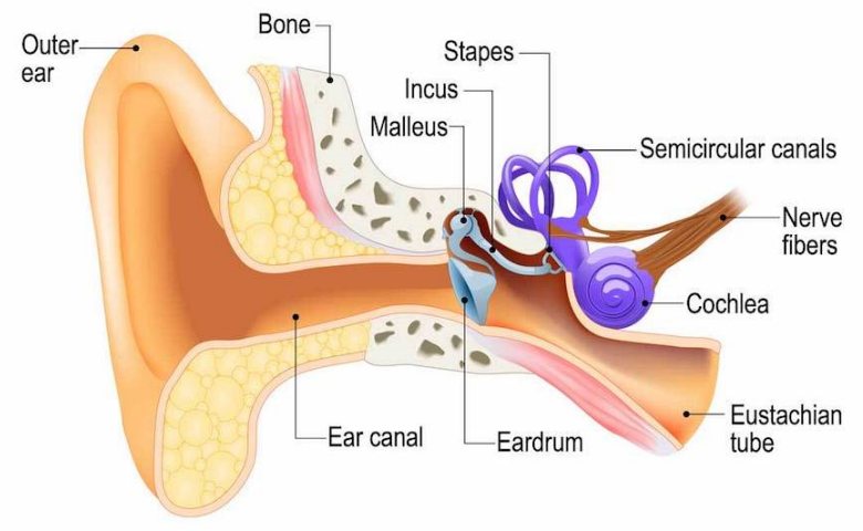 Detail Gambar Dan Fungsi Telinga Nomer 3