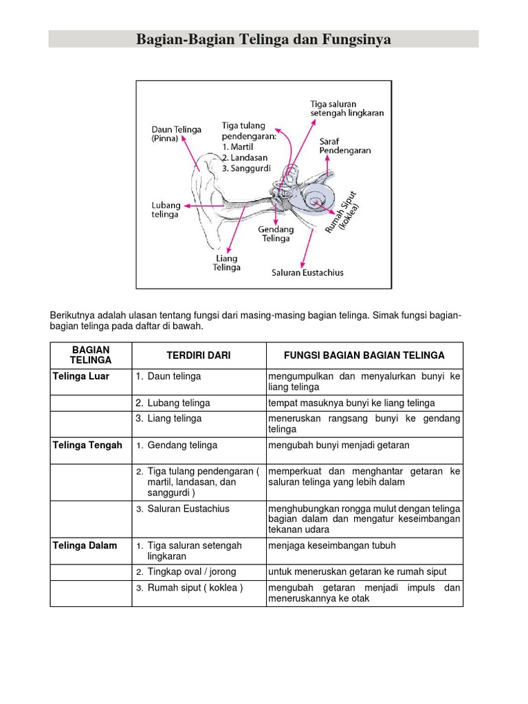 Detail Gambar Dan Fungsi Telinga Nomer 37