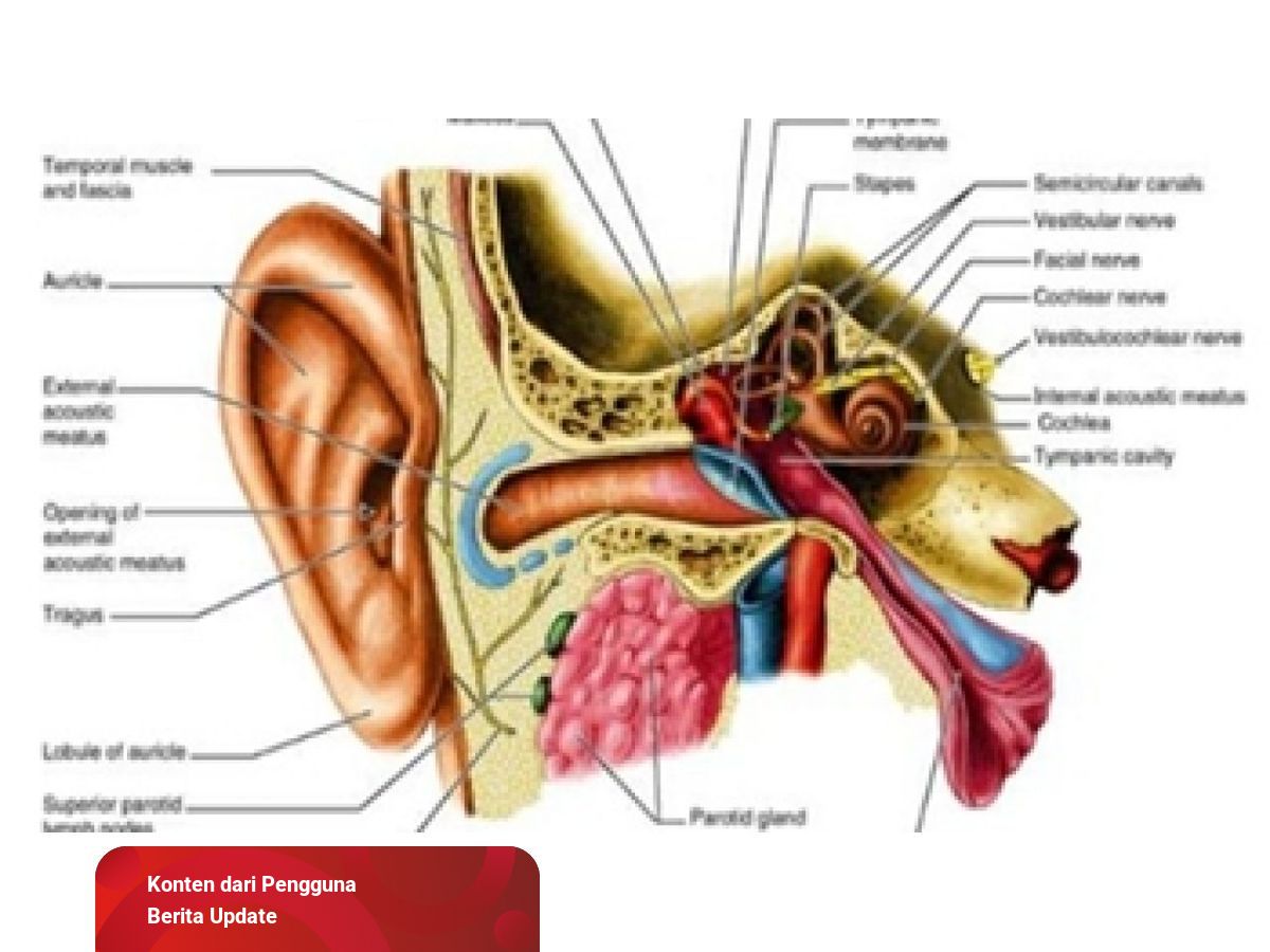 Detail Gambar Dan Fungsi Telinga Nomer 44