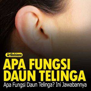 Detail Gambar Dan Fungsi Telinga Nomer 48