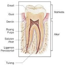 Detail Gambar Dan Jelaskan Struktur Gigi Pada Manusia Nomer 18