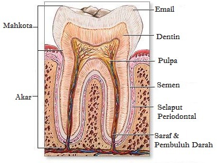 Detail Gambar Dan Jelaskan Struktur Gigi Pada Manusia Nomer 4