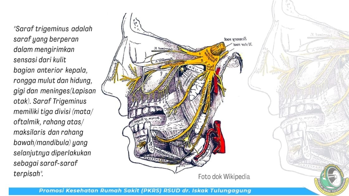 Detail Gambar Dan Jelaskan Struktur Gigi Pada Manusia Nomer 29