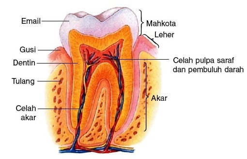 Detail Gambar Dan Jelaskan Struktur Gigi Pada Manusia Nomer 5