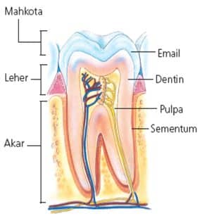 Detail Gambar Dan Jelaskan Struktur Gigi Pada Manusia Nomer 6