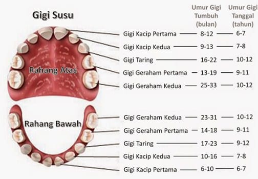 Detail Gambar Dan Jelaskan Struktur Gigi Pada Manusia Nomer 8