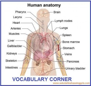 Detail Gambar Dan Nama Organ Tubuh Manusia Nomer 20