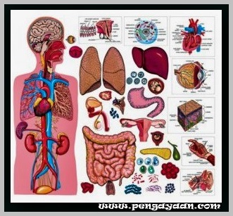 Detail Gambar Dan Nama Organ Tubuh Manusia Nomer 25