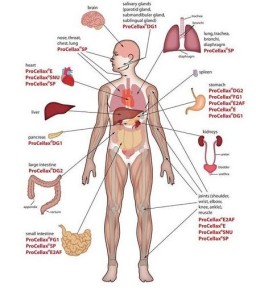 Detail Gambar Dan Nama Organ Tubuh Manusia Nomer 26