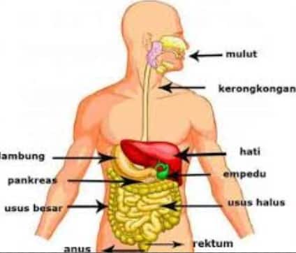 Detail Gambar Dan Nama Organ Tubuh Manusia Nomer 4