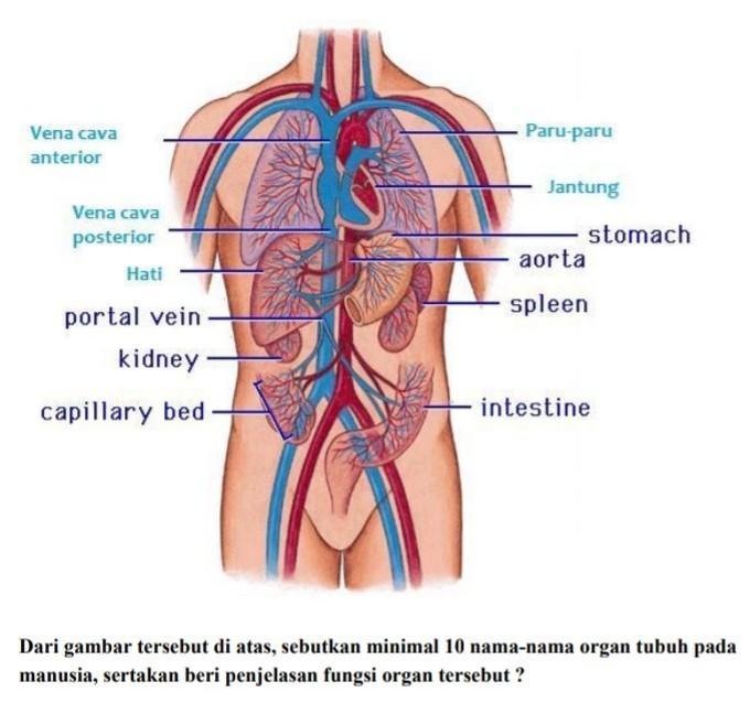 Detail Gambar Dan Nama Organ Tubuh Manusia Nomer 31