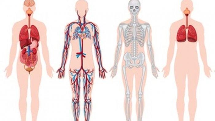 Detail Gambar Dan Nama Organ Tubuh Manusia Nomer 40
