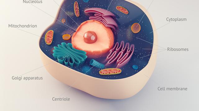 Gambar Dan Penjelasan Organel Nukleus - KibrisPDR