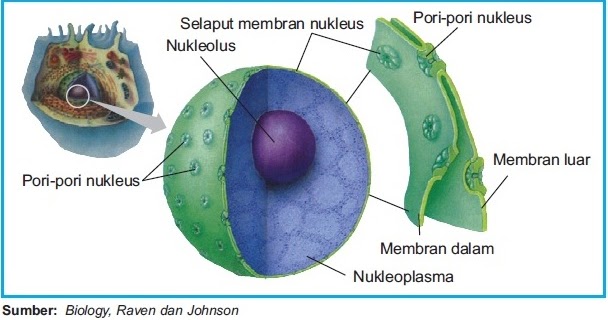 Detail Gambar Dan Penjelasan Organel Nukleus Nomer 11