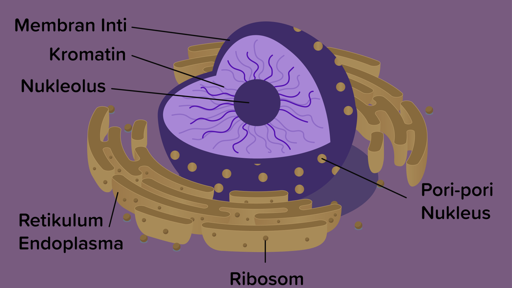 Detail Gambar Dan Penjelasan Organel Nukleus Nomer 16