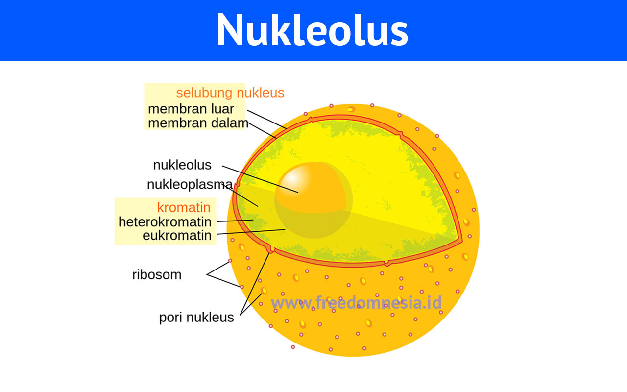 Detail Gambar Dan Penjelasan Organel Nukleus Nomer 17