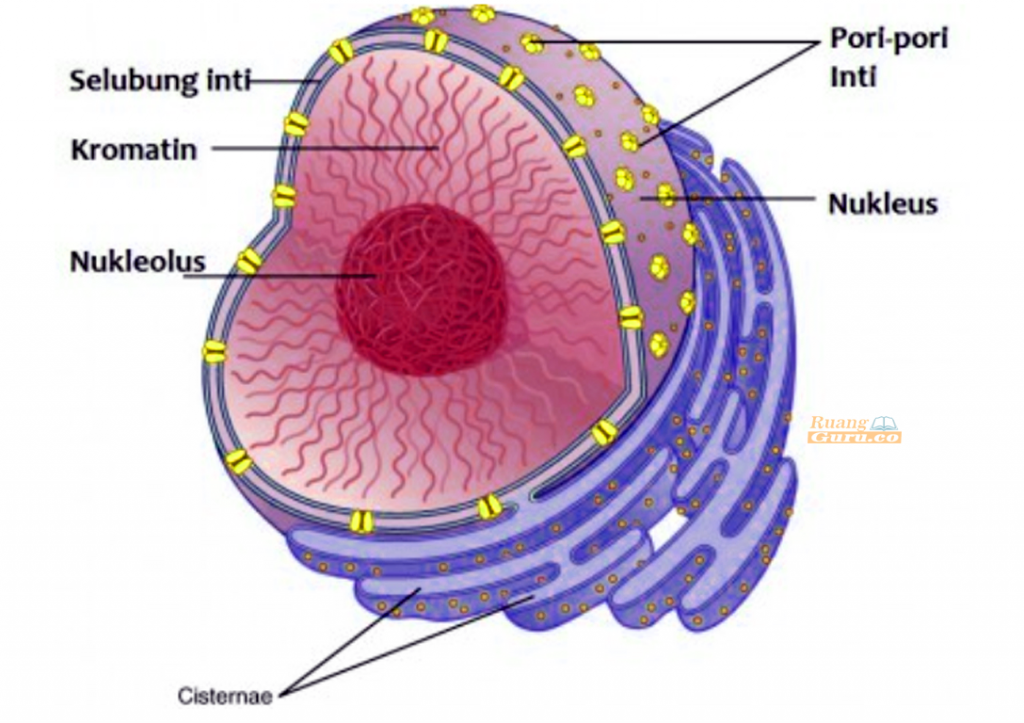 Detail Gambar Dan Penjelasan Organel Nukleus Nomer 3