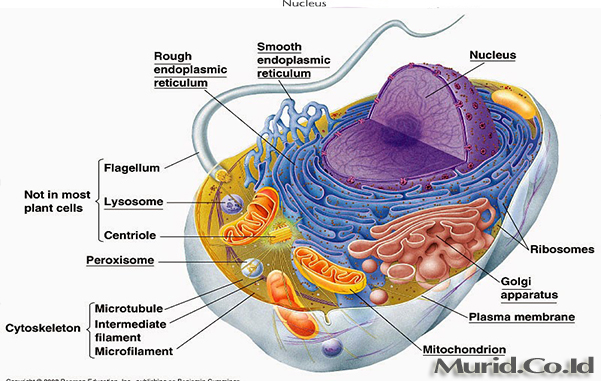 Detail Gambar Dan Penjelasan Organel Nukleus Nomer 4
