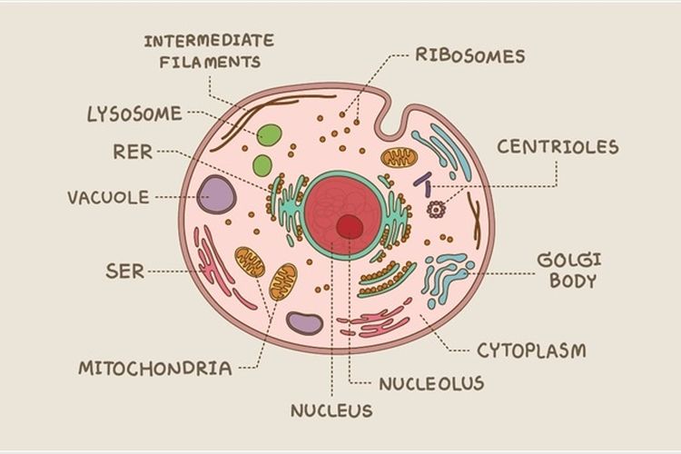 Detail Gambar Dan Penjelasan Organel Nukleus Nomer 29