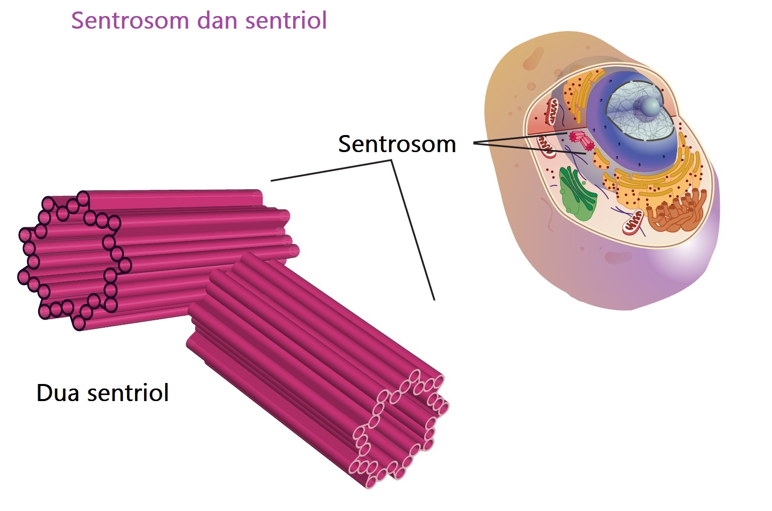 Detail Gambar Dan Penjelasan Organel Nukleus Nomer 31