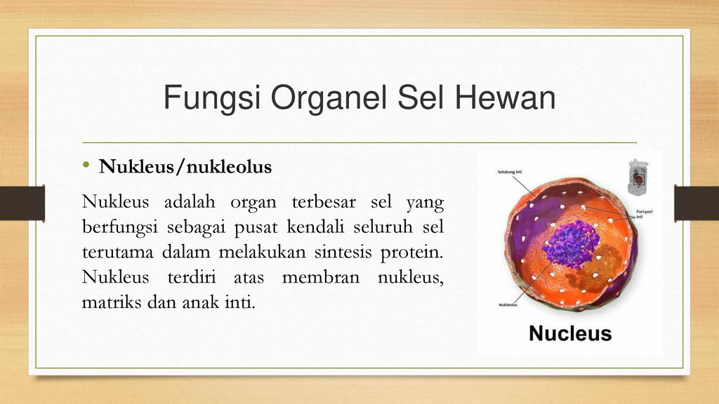 Detail Gambar Dan Penjelasan Organel Nukleus Nomer 33