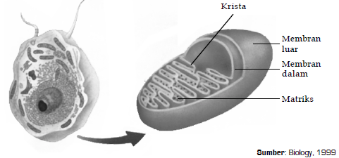 Detail Gambar Dan Penjelasan Organel Nukleus Nomer 39