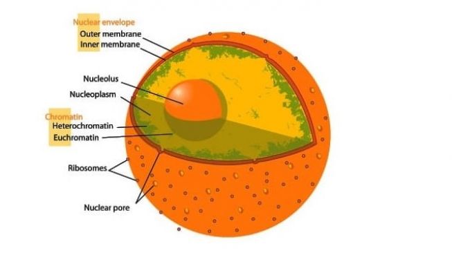 Detail Gambar Dan Penjelasan Organel Nukleus Nomer 6