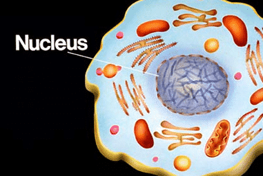 Detail Gambar Dan Penjelasan Organel Nukleus Nomer 45