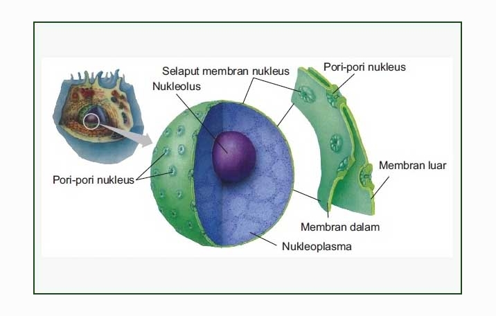 Detail Gambar Dan Penjelasan Organel Nukleus Nomer 50