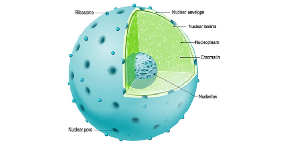 Detail Gambar Dan Penjelasan Organel Nukleus Nomer 7