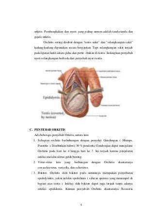 Detail Gambar Dan Penjelasan Orkitis Nomer 6