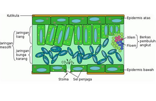 Detail Gambar Daun Dan Fungsinya Nomer 2