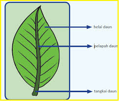 Detail Gambar Daun Dan Fungsinya Nomer 14