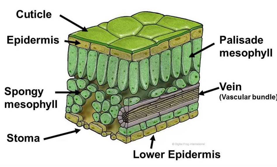 Detail Gambar Daun Dan Fungsinya Nomer 20