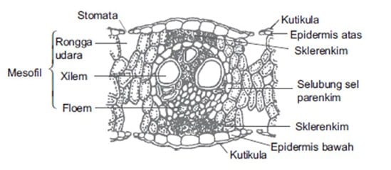 Detail Gambar Daun Dan Fungsinya Nomer 23