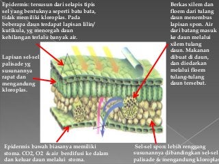 Detail Gambar Daun Dan Fungsinya Nomer 28