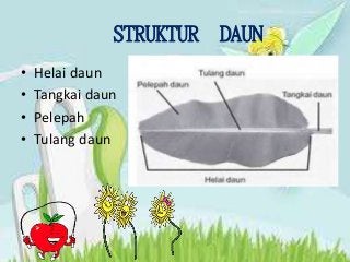 Detail Gambar Daun Dan Fungsinya Nomer 35