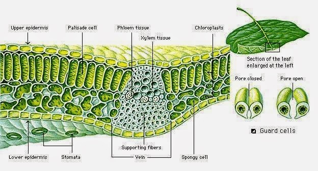 Detail Gambar Daun Dan Fungsinya Nomer 5