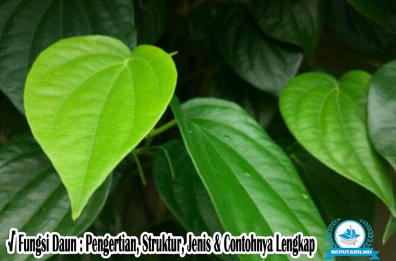 Detail Gambar Daun Dan Fungsinya Nomer 38