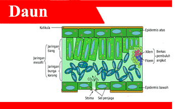 Detail Gambar Daun Dan Fungsinya Nomer 10